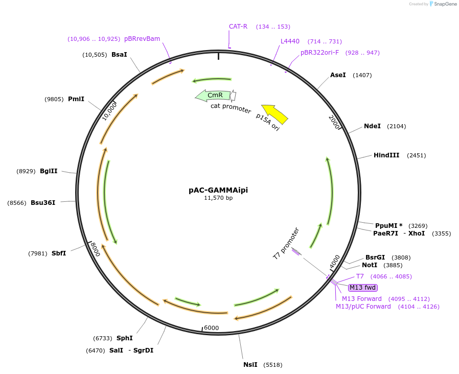 53278-plasmid-map-sequence-id-83115