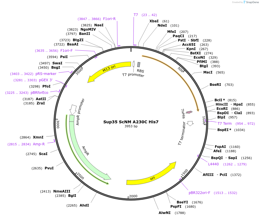 15598-plasmid-map-sequence-id-8315