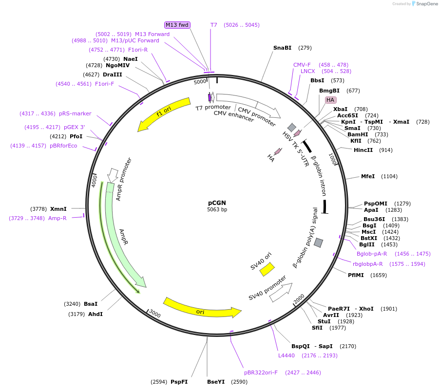 53395-plasmid-map-sequence-id-83162
