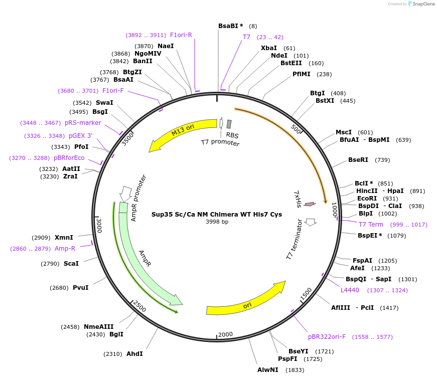 15600-plasmid-map-sequence-id-8317