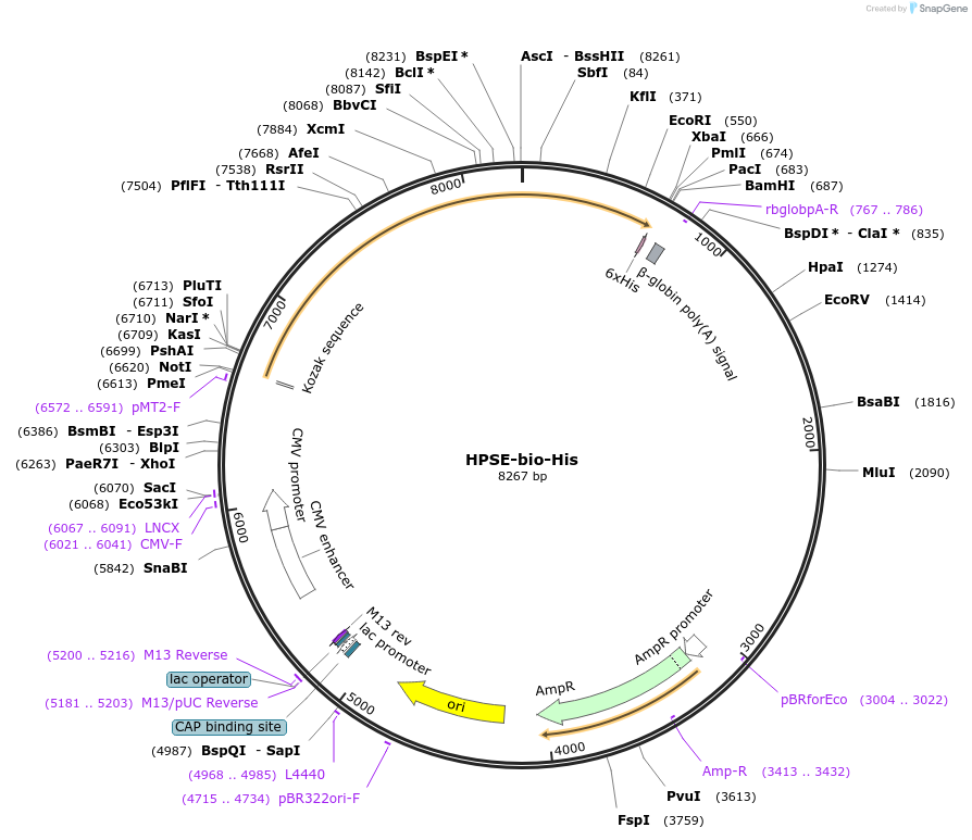 53407-plasmid-map-sequence-id-83186