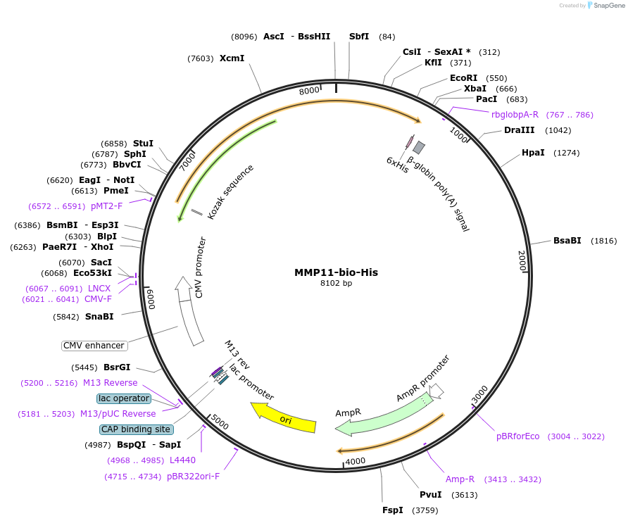53408-plasmid-map-sequence-id-83189