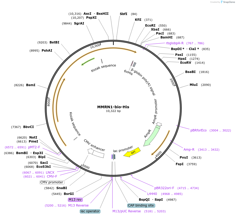 53409-plasmid-map-sequence-id-83191