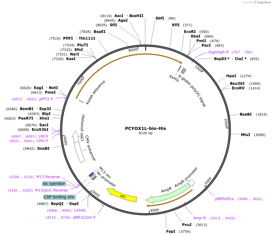 53410-plasmid-map-sequence-id-83193