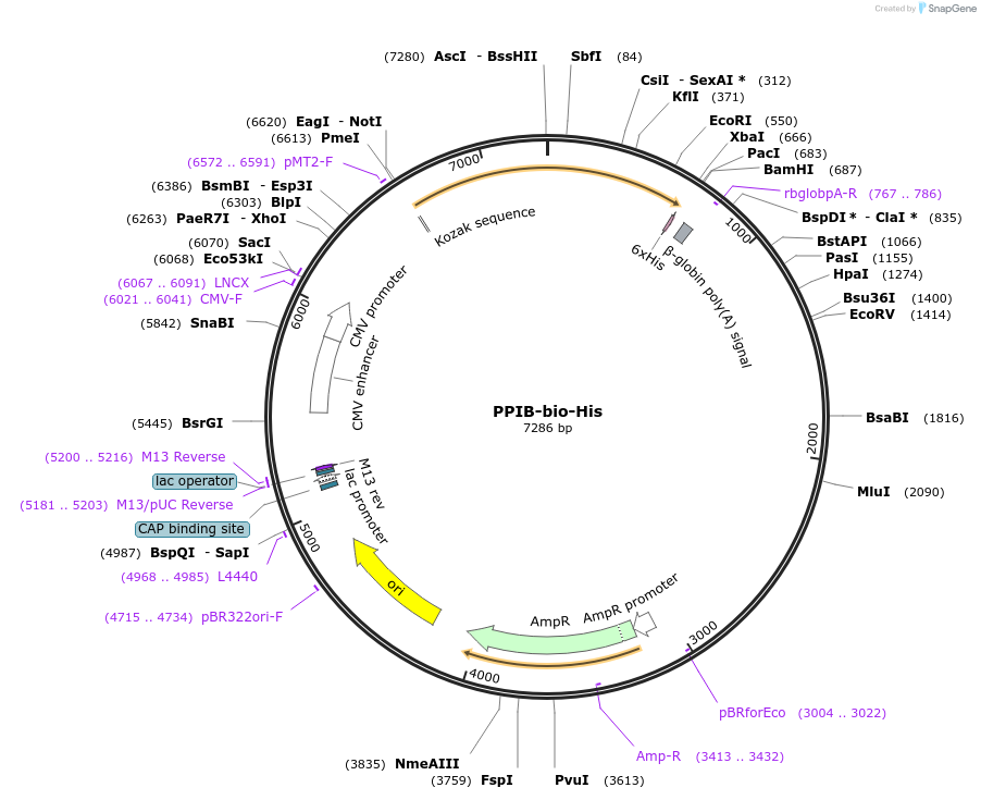 53413-plasmid-map-sequence-id-83196