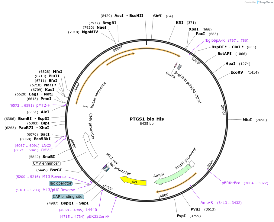 53414-plasmid-map-sequence-id-83198