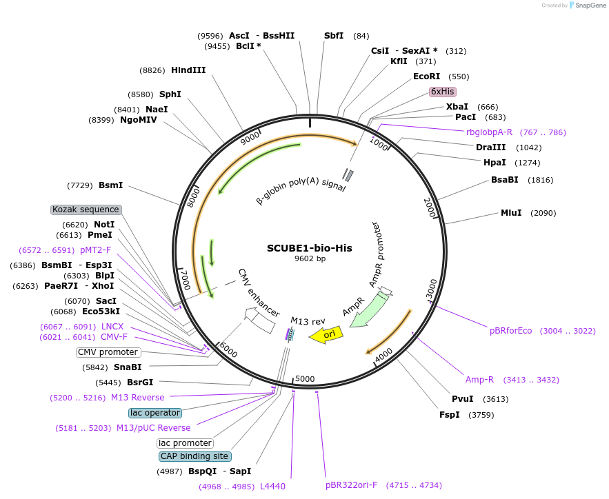 53415-plasmid-map-sequence-id-83199