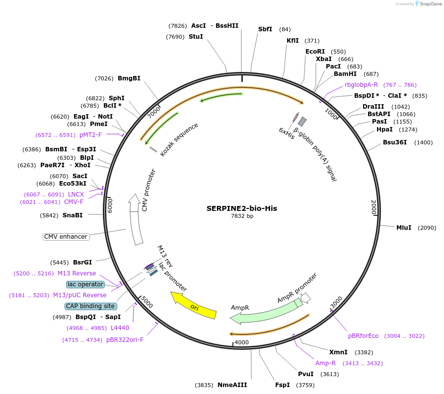 53416-plasmid-map-sequence-id-83200