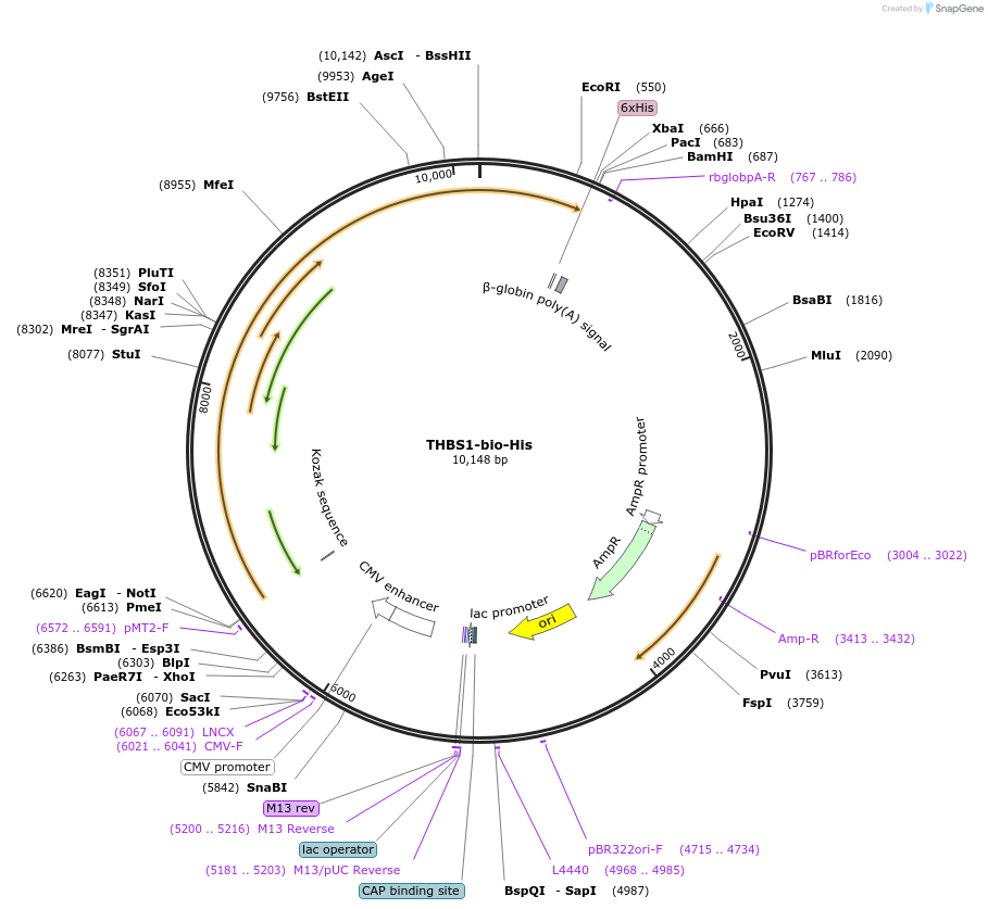 53417-plasmid-map-sequence-id-83207