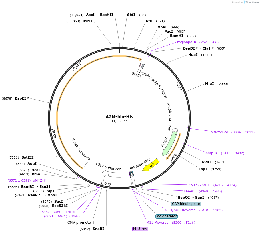 53423-plasmid-map-sequence-id-83211