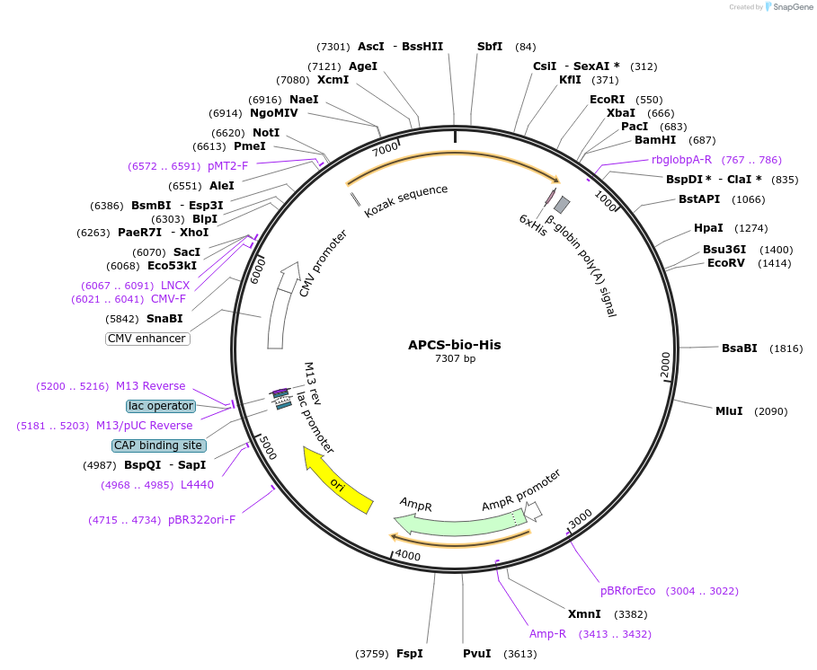 53424-plasmid-map-sequence-id-83212