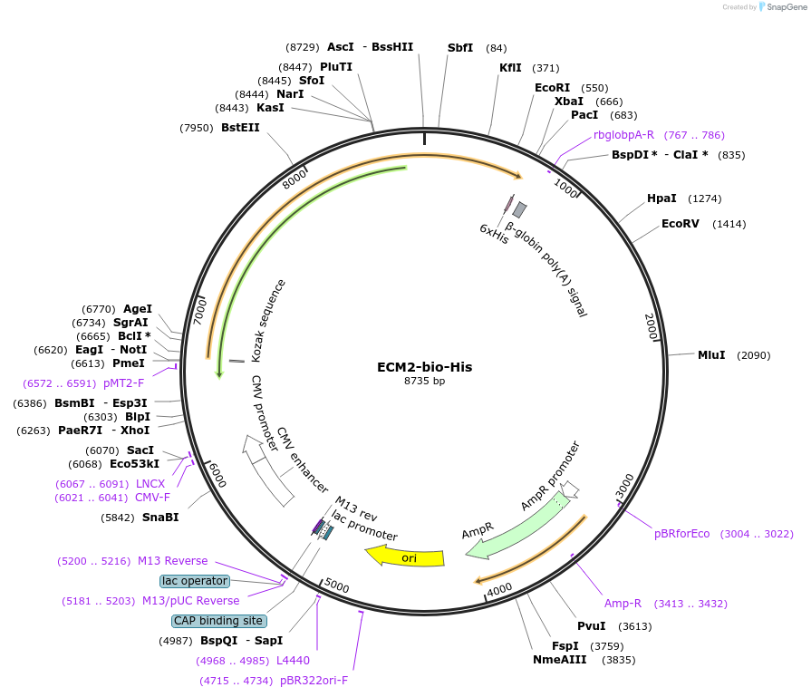 53425-plasmid-map-sequence-id-83213