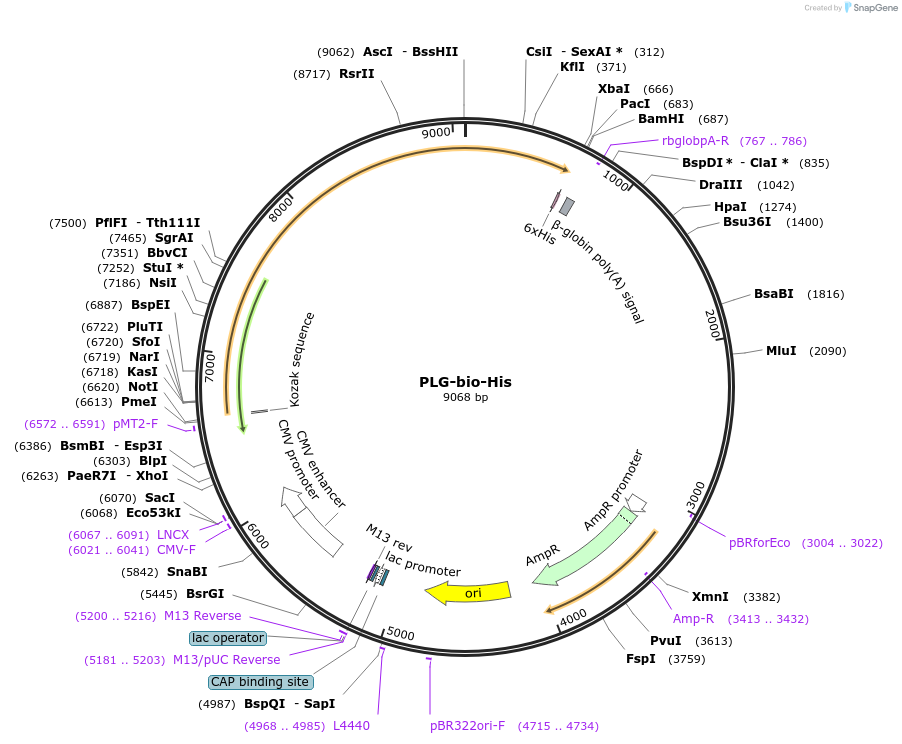 53427-plasmid-map-sequence-id-83217