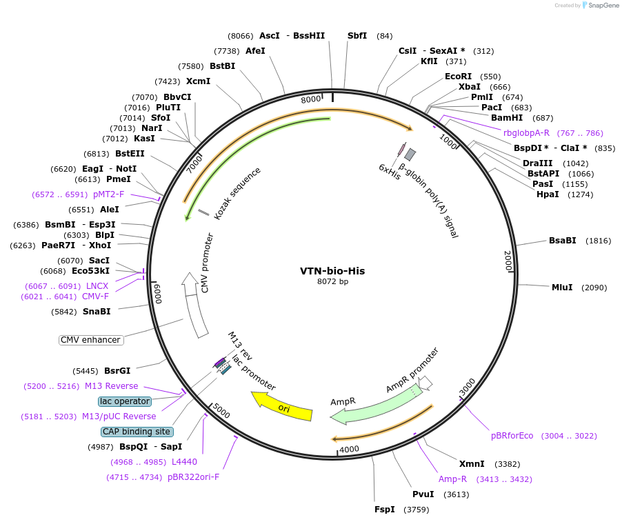 53429-plasmid-map-sequence-id-83219