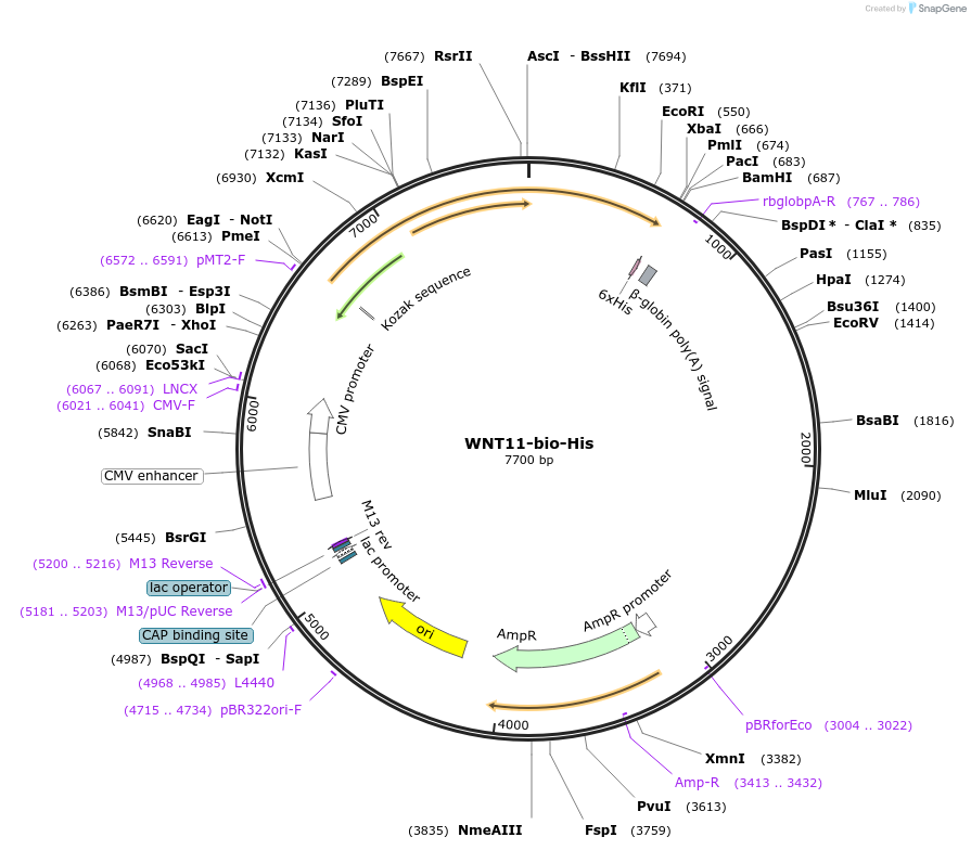 53430-plasmid-map-sequence-id-83220