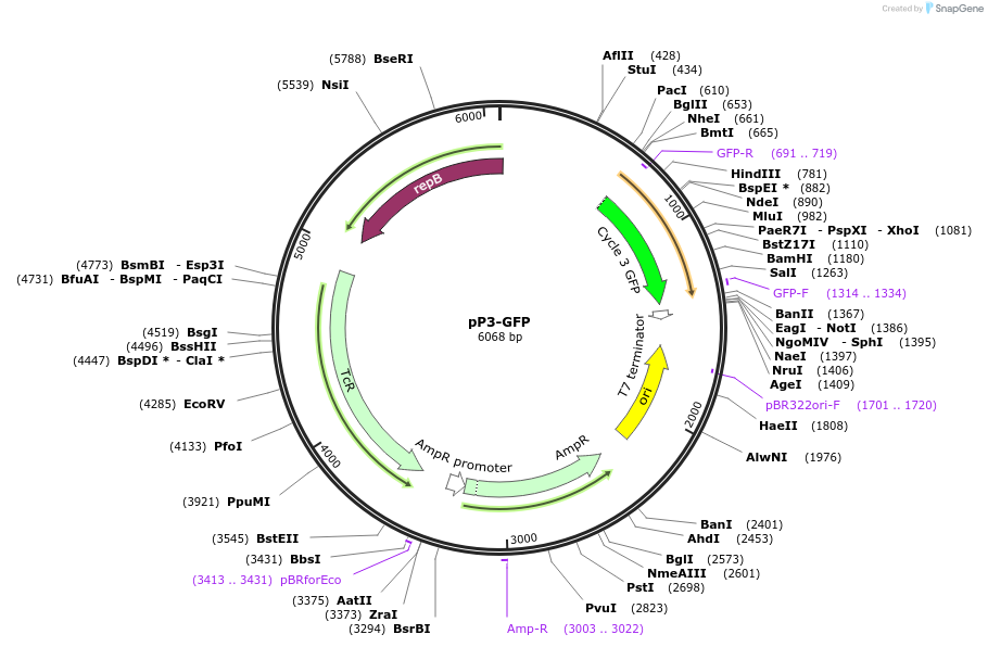 53436-plasmid-map-sequence-id-83230