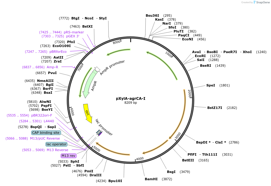 53437-plasmid-map-sequence-id-83231