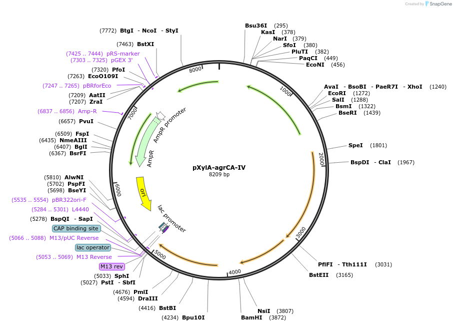 53438-plasmid-map-sequence-id-83232
