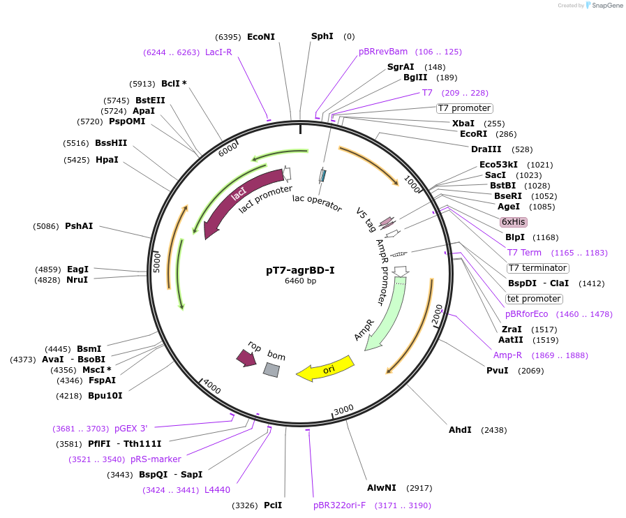 53439-plasmid-map-sequence-id-83233