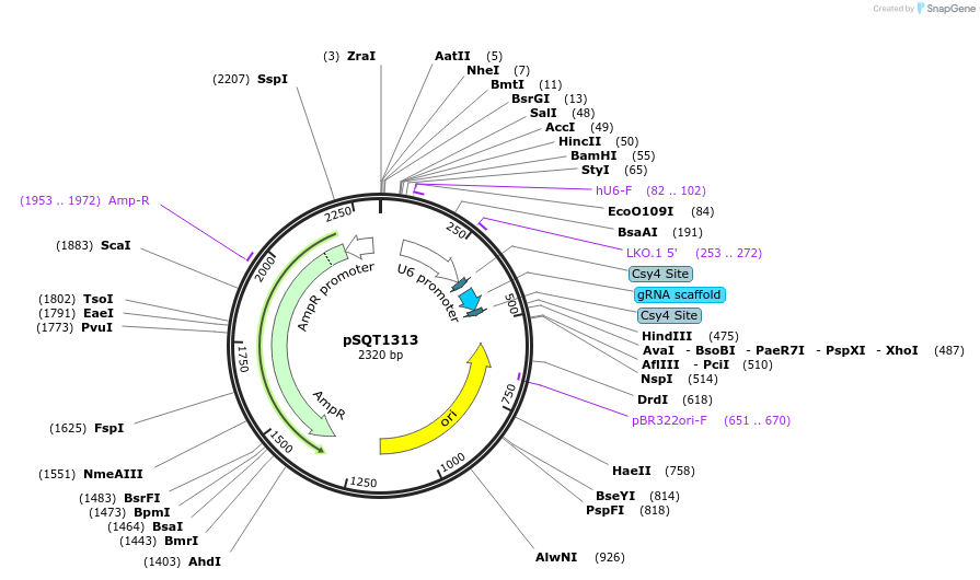 53370-plasmid-map-sequence-id-83236