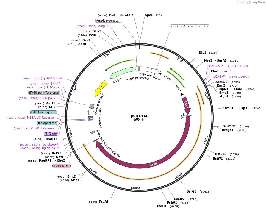 53371-plasmid-map-sequence-id-83238