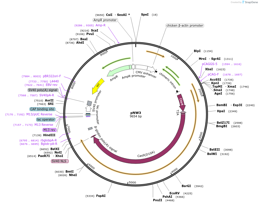 53372-plasmid-map-sequence-id-83240