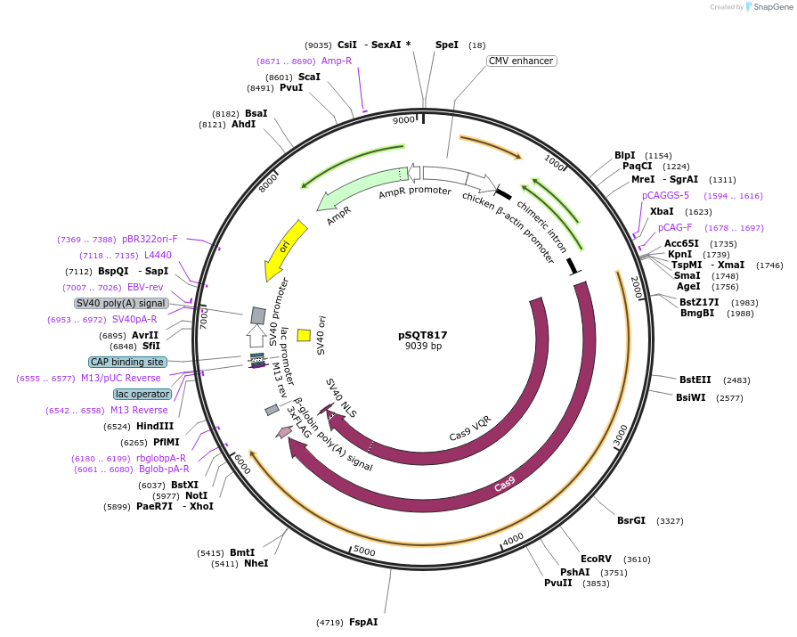 53373-plasmid-map-sequence-id-83241