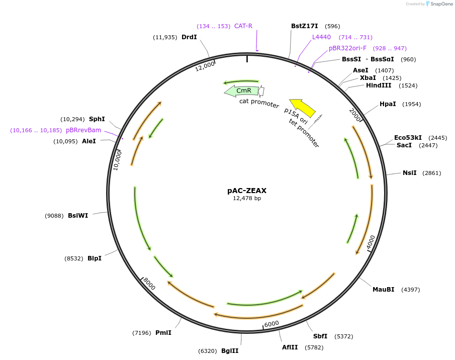53274-plasmid-map-sequence-id-83289