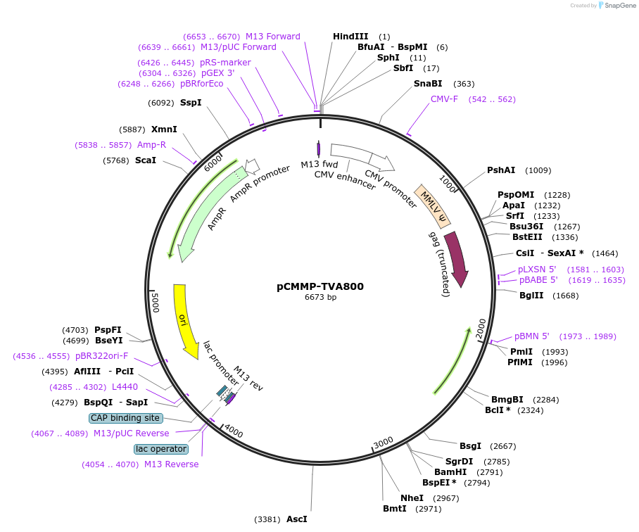15778-plasmid-map-sequence-id-8331