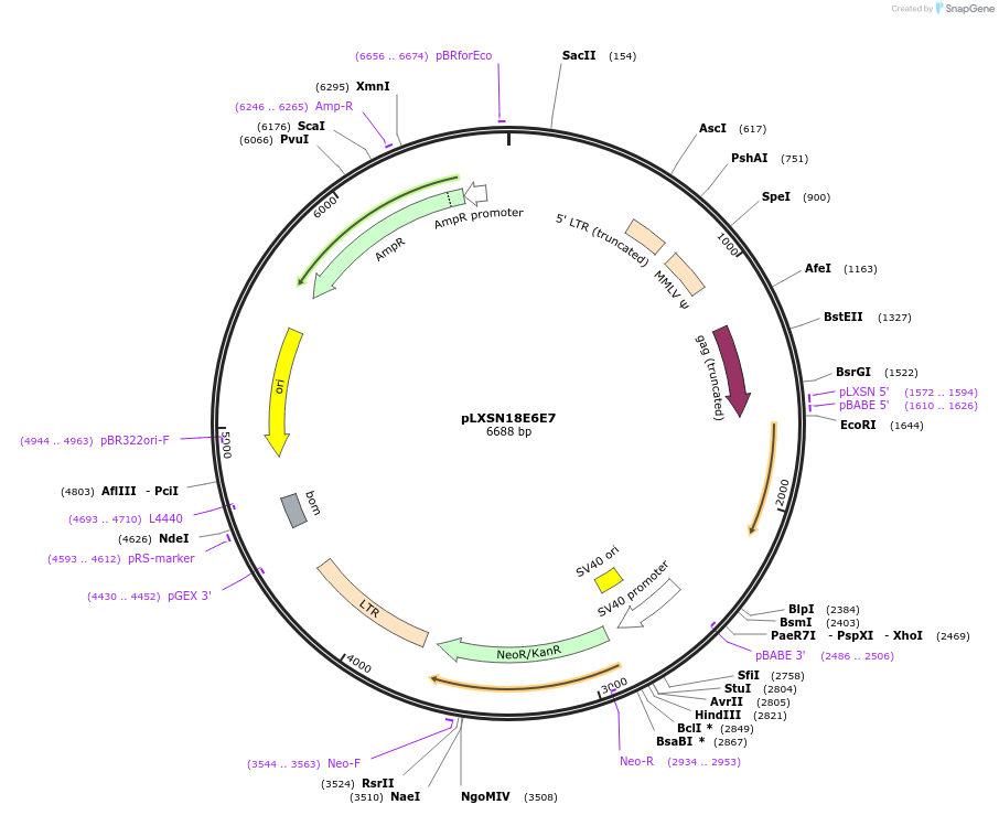 53459-plasmid-map-sequence-id-83317