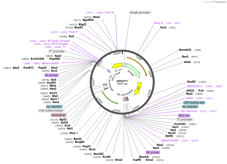 53275-plasmid-map-sequence-id-83318