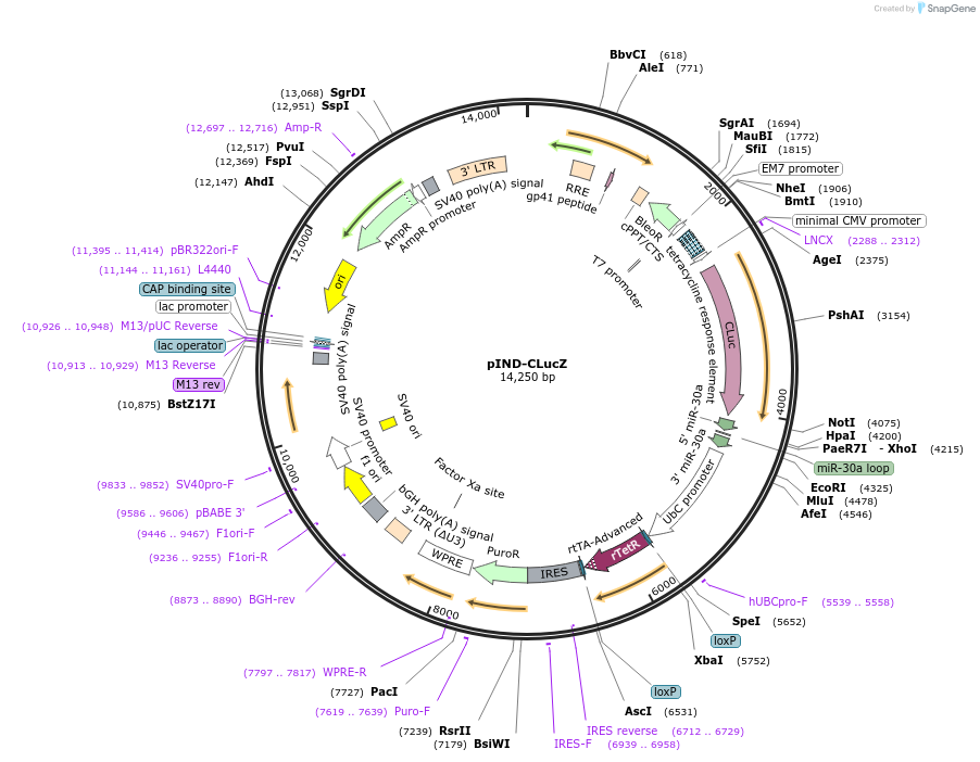 53224-plasmid-map-sequence-id-83326