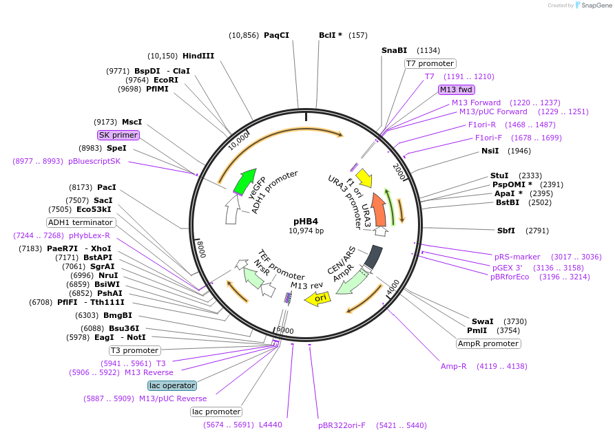 53462-plasmid-map-sequence-id-83347