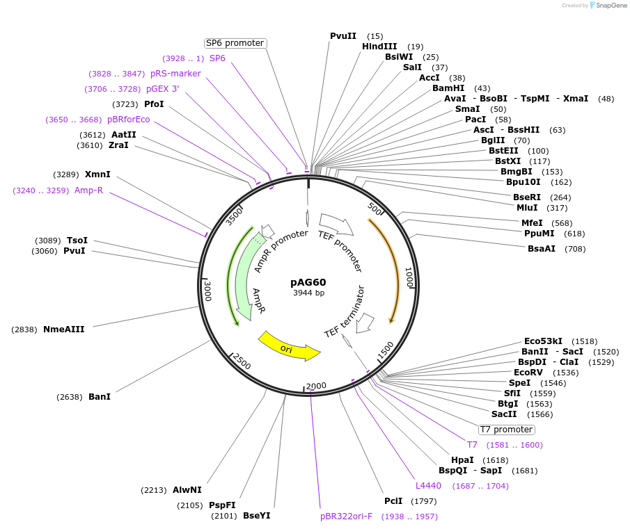 35128-plasmid-map-sequence-id-83369