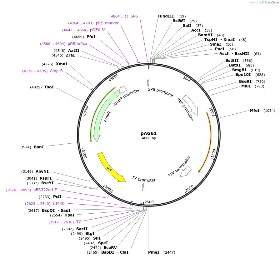 35129-plasmid-map-sequence-id-83370