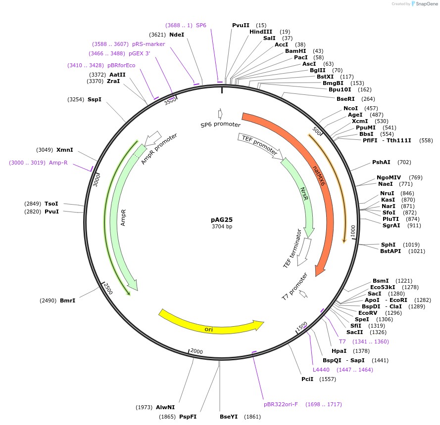 35121-plasmid-map-sequence-id-83373