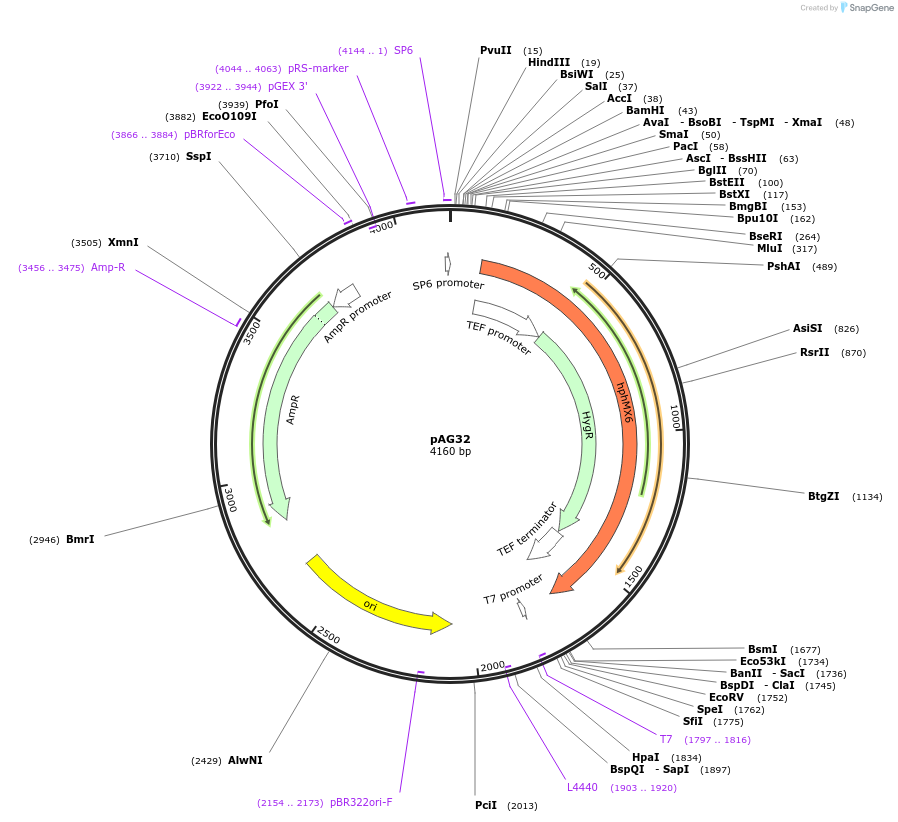 35122-plasmid-map-sequence-id-83374