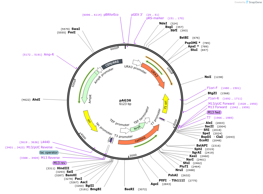 35126-plasmid-map-sequence-id-83378