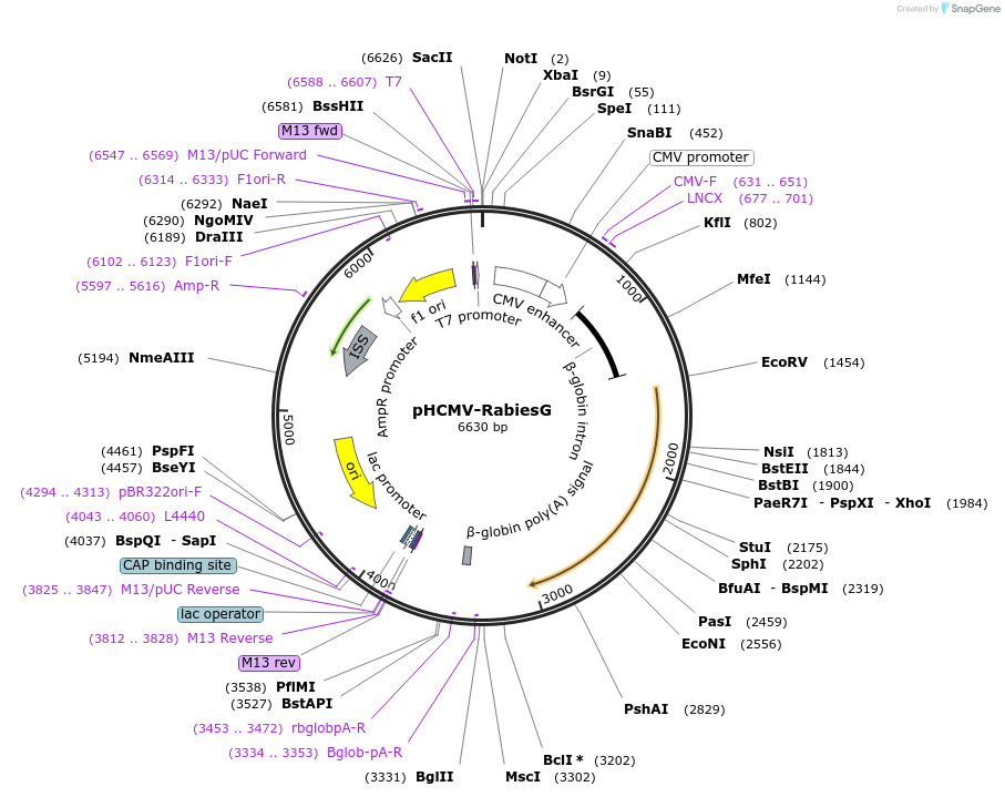 15785-plasmid-map-sequence-id-8338