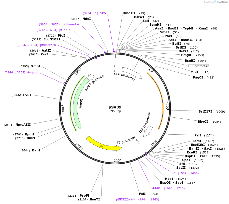 35110-plasmid-map-sequence-id-83380