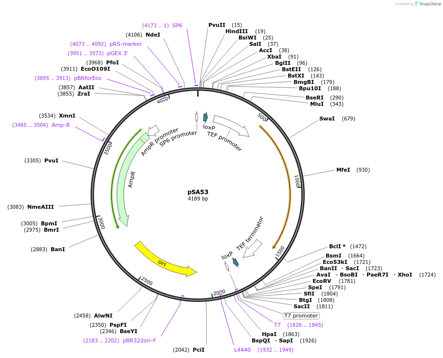 35115-plasmid-map-sequence-id-83385