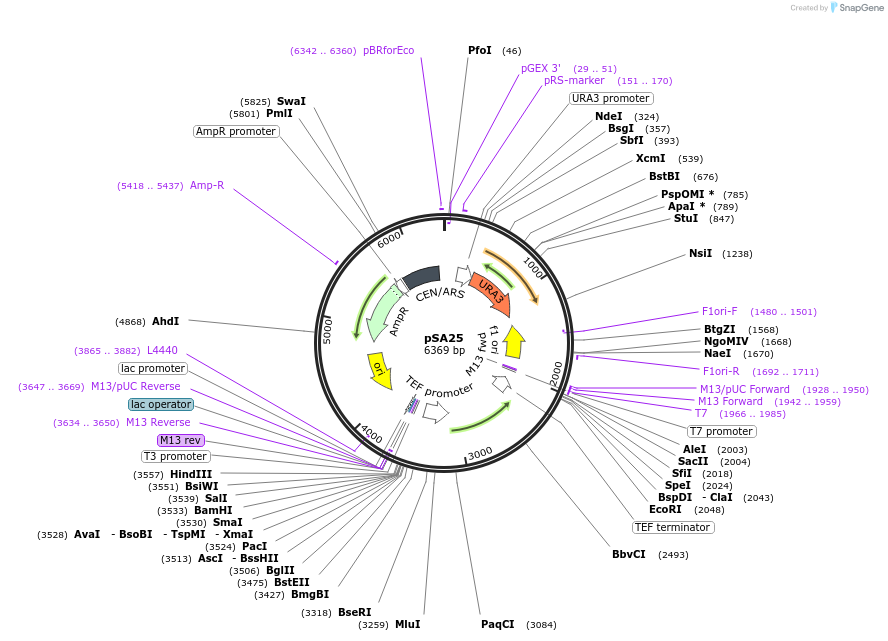 35116-plasmid-map-sequence-id-83386