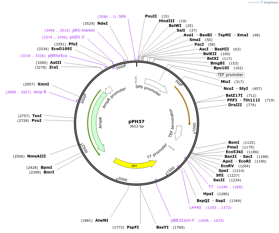 35102-plasmid-map-sequence-id-83395