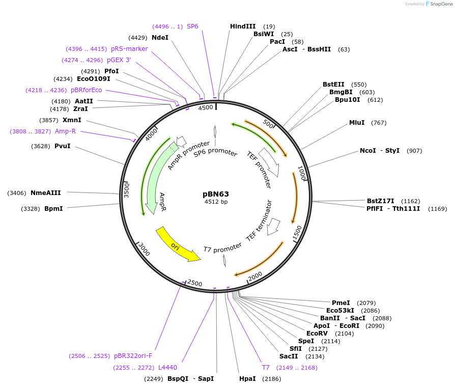 35104-plasmid-map-sequence-id-83397