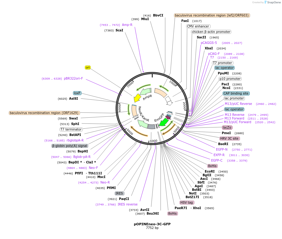 53534-plasmid-map-sequence-id-83411