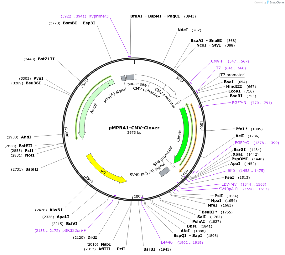53538-plasmid-map-sequence-id-83417