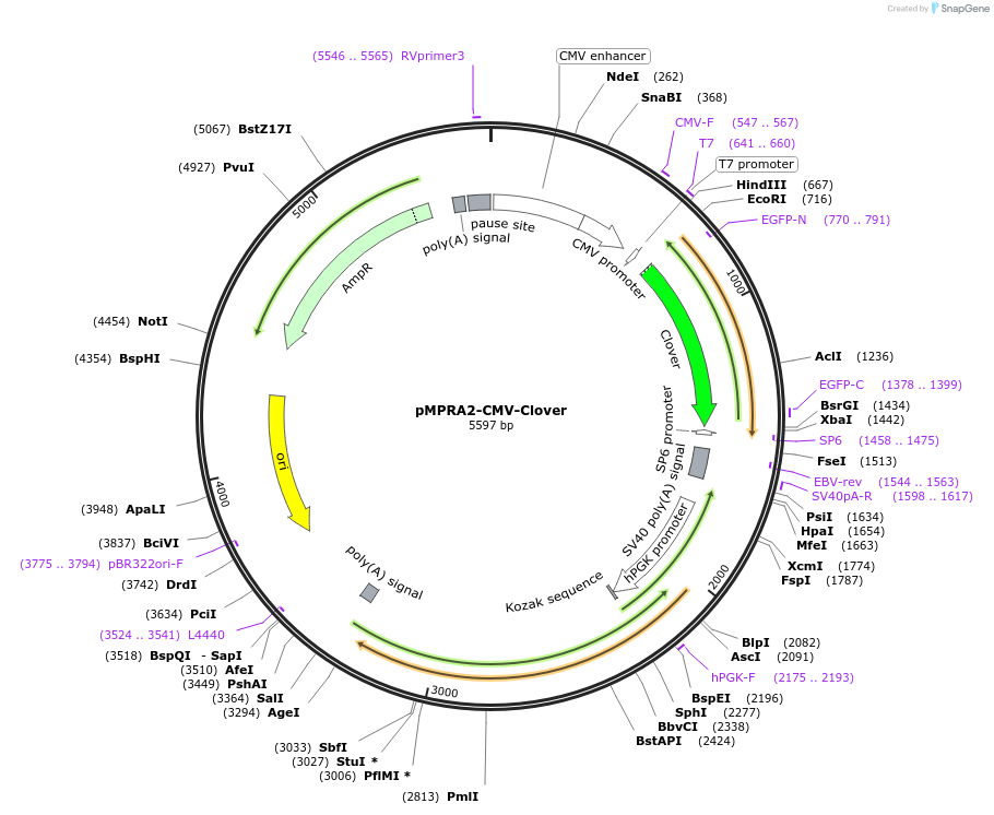 53539-plasmid-map-sequence-id-83433