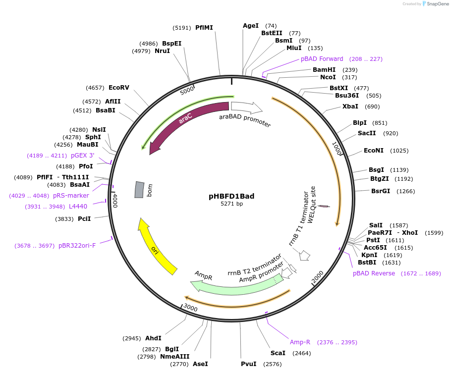 53564-plasmid-map-sequence-id-83478