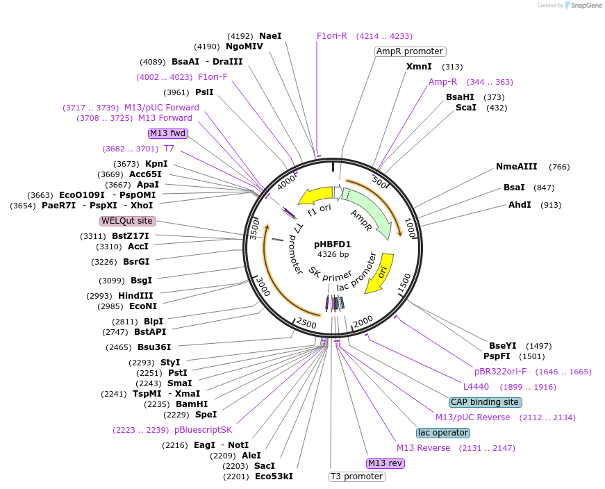53565-plasmid-map-sequence-id-83479