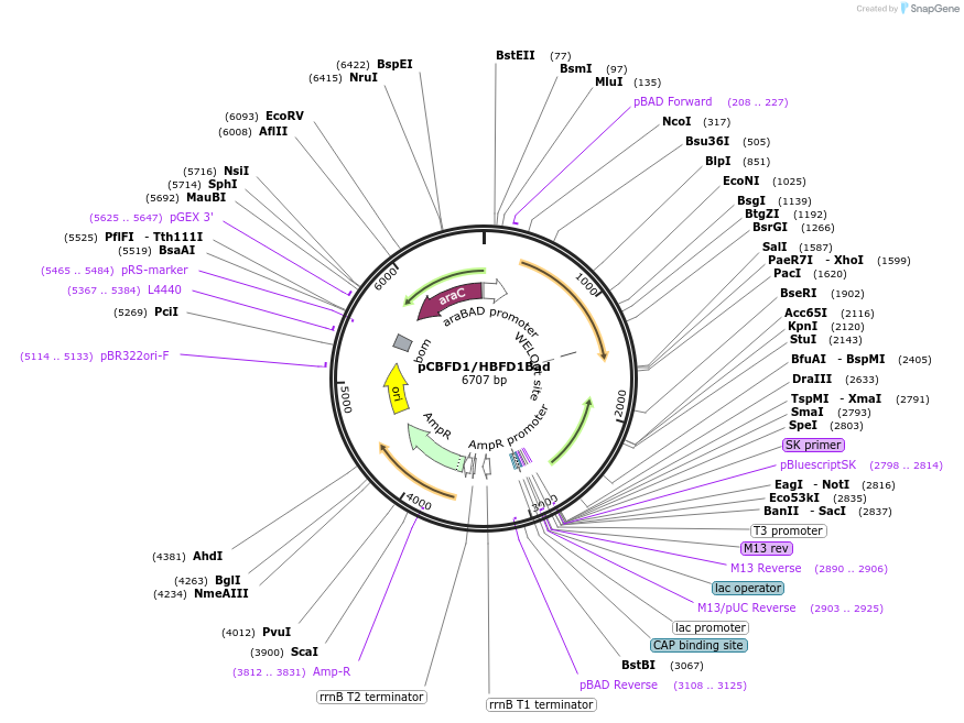 53364-plasmid-map-sequence-id-83480